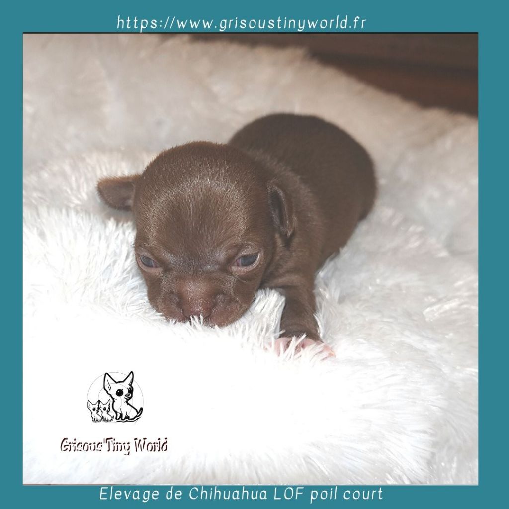 L'arrivée du chiot chihuahua - Grisous'Tiny World