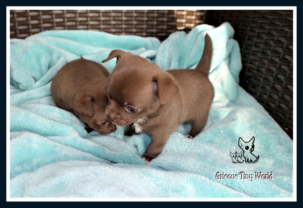 chiot Chihuahua du Grisous'tiny World