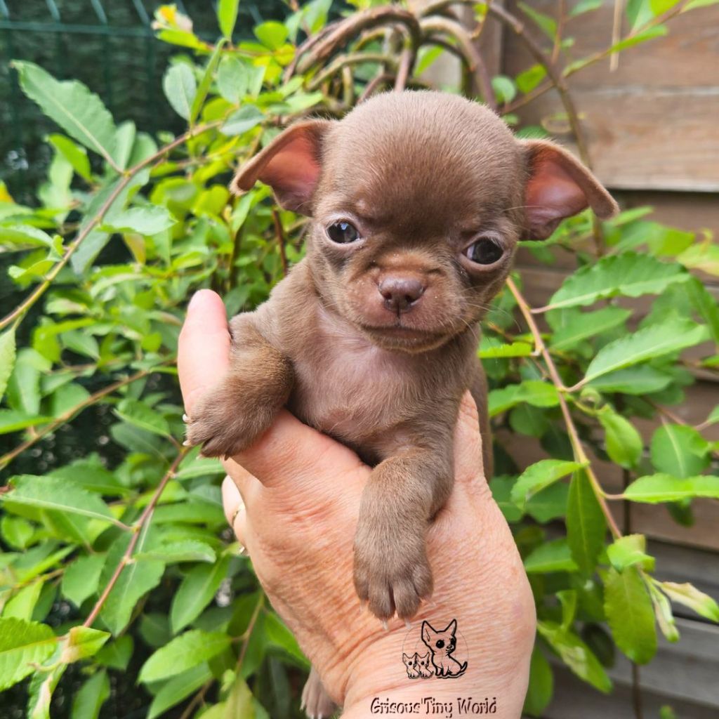 du Grisous'tiny World - Chiot disponible  - Chihuahua