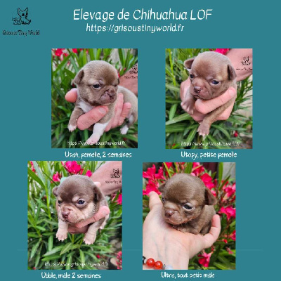 du Grisous'tiny World - Chihuahua - Portée née le 05/06/2023